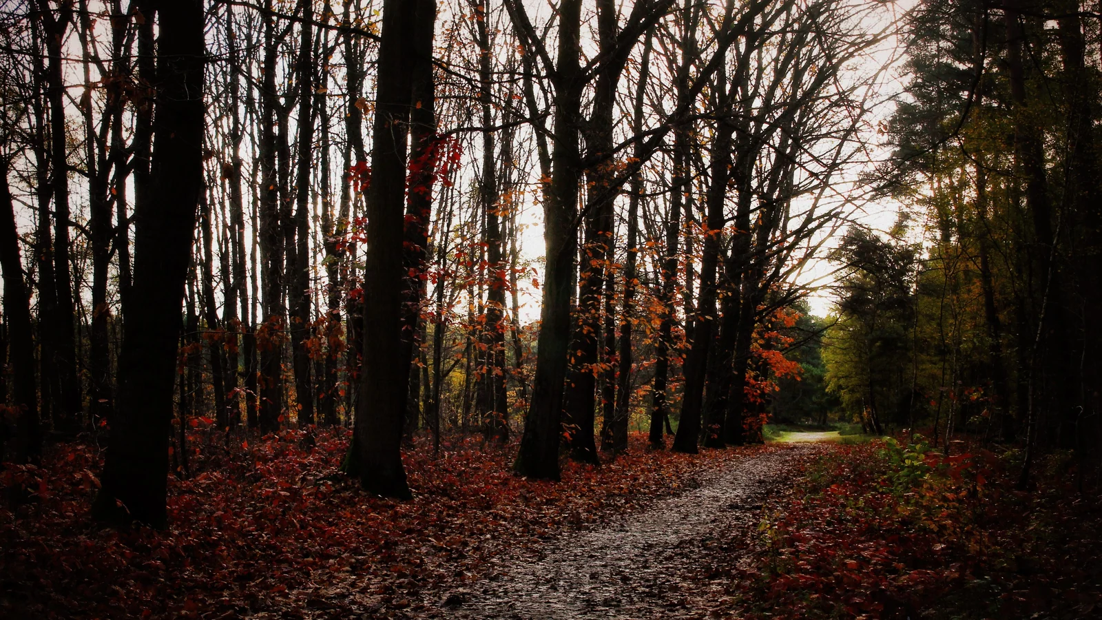 Herfstlicht tussen bomen op de Brunssummerheide